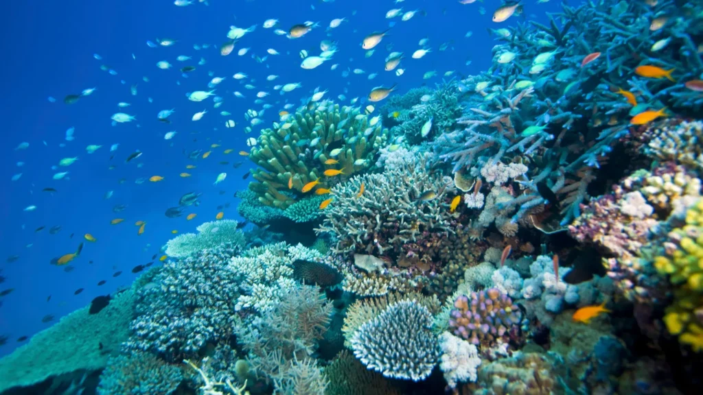 Surga Tersembunyi: Menjelajahi Daerah Wisata Terindah di Dunia - Great Barries Reef Australia