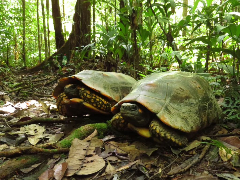 Habitat Hewan Langka di Belantara Hutan Amazon Amerika Selatan