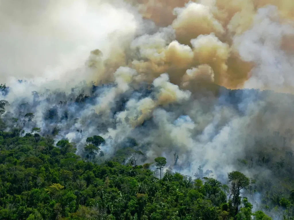 Pengurangan Pemanasan Global dan Perubahan Iklim di Belantara Hutan Amazon Amerika Selatan