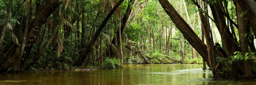 Belantara Hutan Amazon Amerika Selatan