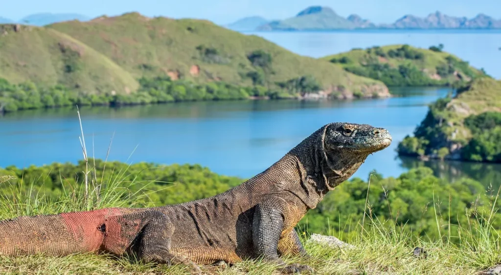 Destinasi Wisata Alam di Indonesia yang Wajib Dikunjungi: Taman Nasional Komodo